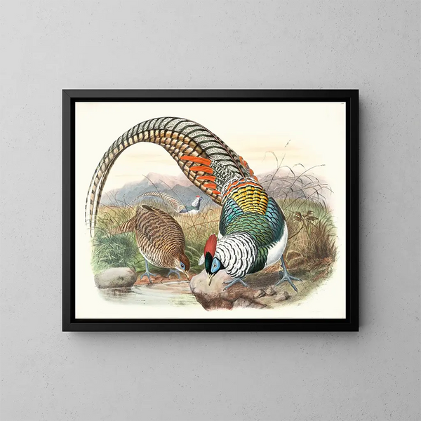 Thaumalea Amhersti - Joseph Smit — framed artwork on a wall