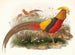 Thaumalea painted - Joseph Smit — artwork view