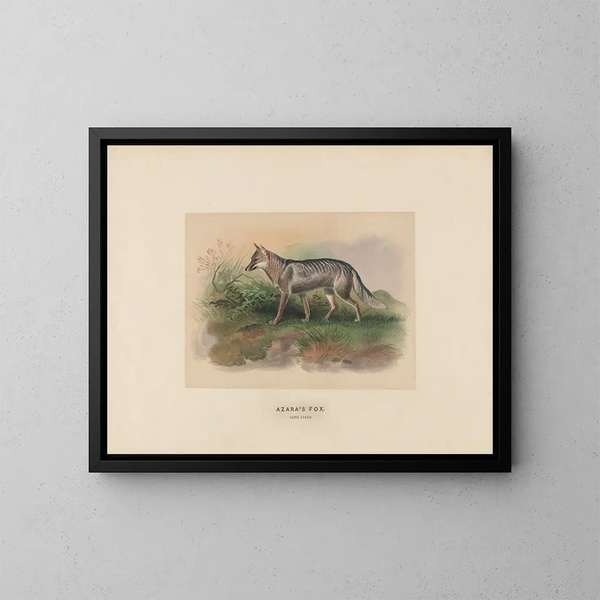 Zorro de Azara - Joseph Wolf — cuadro enmarcado en la pared