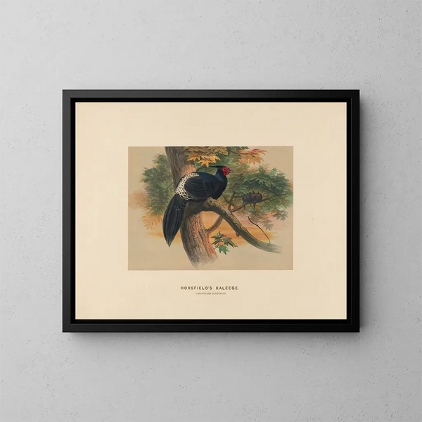 Kaleege de Horsfield - Joseph Wolf — cuadro enmarcado en la pared