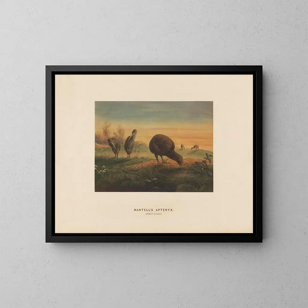 Apteryx de Mantell - Joseph Wolf — cuadro enmarcado en la pared