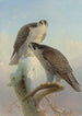 Norwegian Gyrfalcon Painting - Joseph Wolf — artwork view