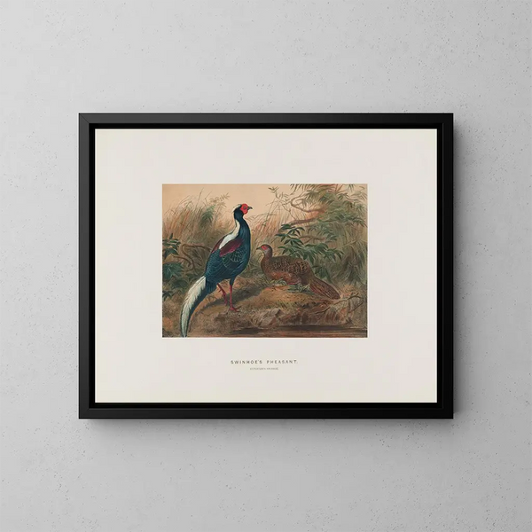 Faisán de Swinhoe - Joseph Wolf — cuadro enmarcado en la pared