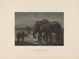 Joseph Wolf - The African Elephant.webp
