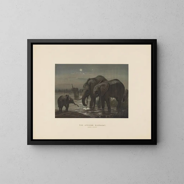 L'elefante de África - Joseph Wolf — cuadro enmarcado en la pared