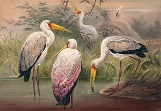Joseph Wolf - The African Wood Ibis.webp