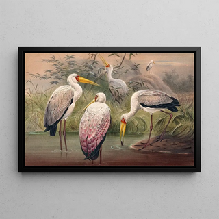 Joseph Wolf - The African Wood Ibis.webp