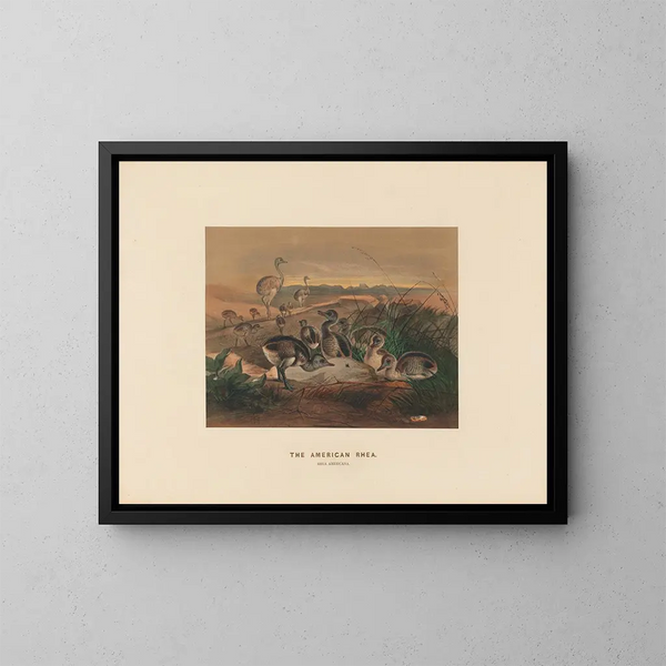 La rhea americana - Joseph Wolf — cuadro enmarcado en la pared