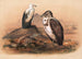 The Angolan Vulture - Joseph Wolf — artwork view