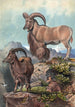 L'Aoudad - Joseph Wolf — vista de la obra