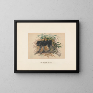 Joseph Wolf - The Ashyblack Macaque.webp