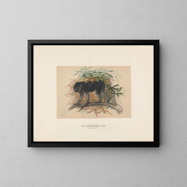 El mono negro ceniza - Joseph Wolf — cuadro enmarcado en la pared