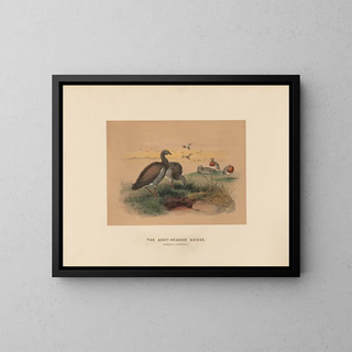 Joseph Wolf - The Ashyheaded Goose.webp