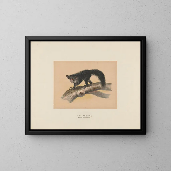 L'Aye-Aye - Joseph Wolf — cuadro enmarcado en la pared