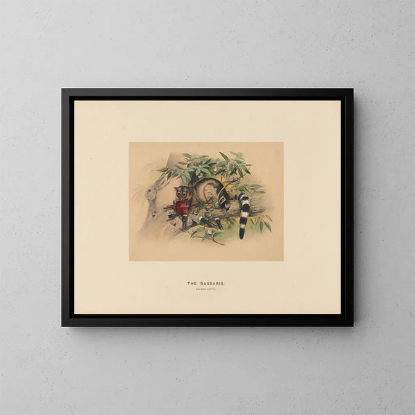 Los Bassaris - Joseph Wolf — cuadro enmarcado en la pared