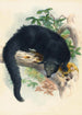 El Binturong - Joseph Wolf — vista de la obra