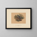 The black-fronted lemur - Joseph Wolf — framed artwork on a wall