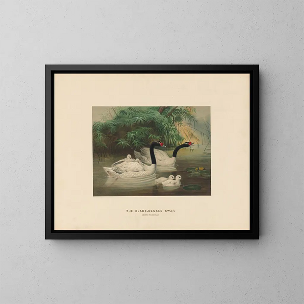 El cisne de cuello negro - Joseph Wolf — cuadro enmarcado en la pared