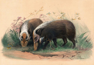 Joseph Wolf - The BoschVark.webp