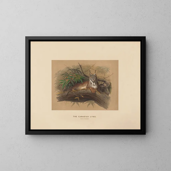 El lince de Canadá - Joseph Wolf — cuadro enmarcado en la pared