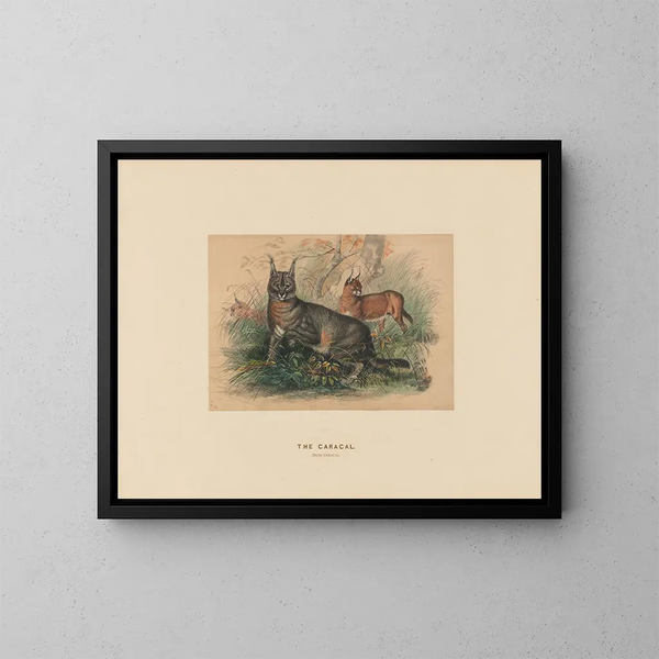 El Caracal - Joseph Wolf — cuadro enmarcado en la pared