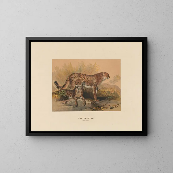 El guepardo - Joseph Wolf — cuadro enmarcado en la pared