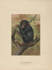 El chimpancé - Joseph Wolf — vista de la obra