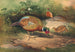The Chinese pheasant - Joseph Wolf — artwork view