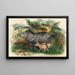 Le Pécari à Collier - Joseph Wolf — framed artwork on a wall
