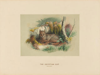 Joseph Wolf - The Egyptian Cat.webp