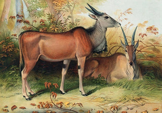 Joseph Wolf - The Eland.webp