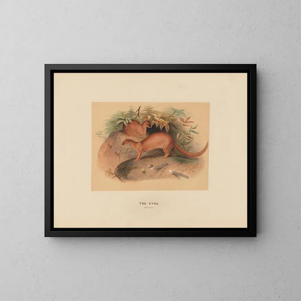 L'Eyra - Joseph Wolf — cuadro enmarcado en la pared