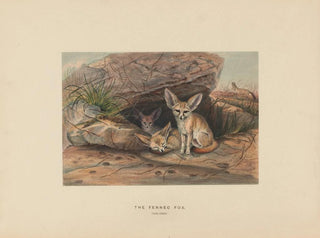 Joseph Wolf - The Fennec Fox.webp