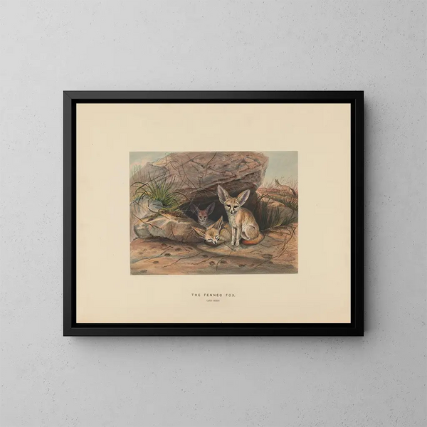 El zorro del desierto - Joseph Wolf — cuadro enmarcado en la pared