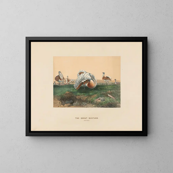 El Gran Urraca - Joseph Wolf — cuadro enmarcado en la pared