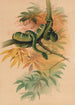 The Green Boa - Joseph Wolf — artwork view