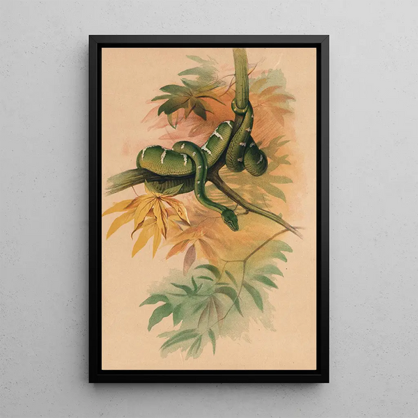 Joseph Wolf - The Green Boa.webp