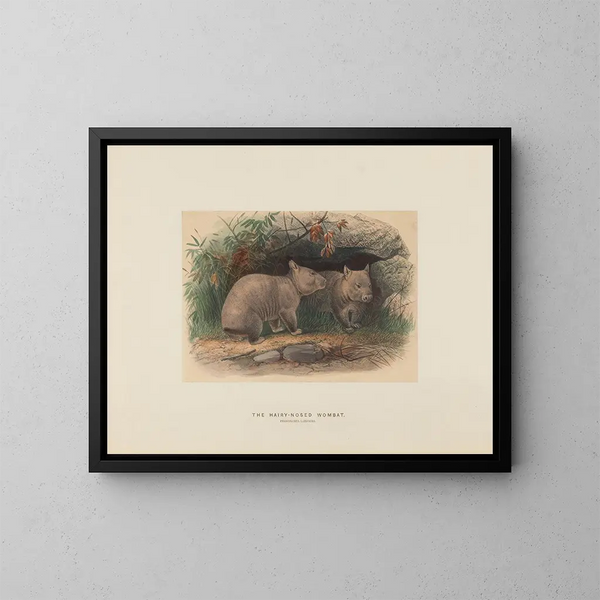 El wombat de nariz peluda - Joseph Wolf — cuadro enmarcado en la pared