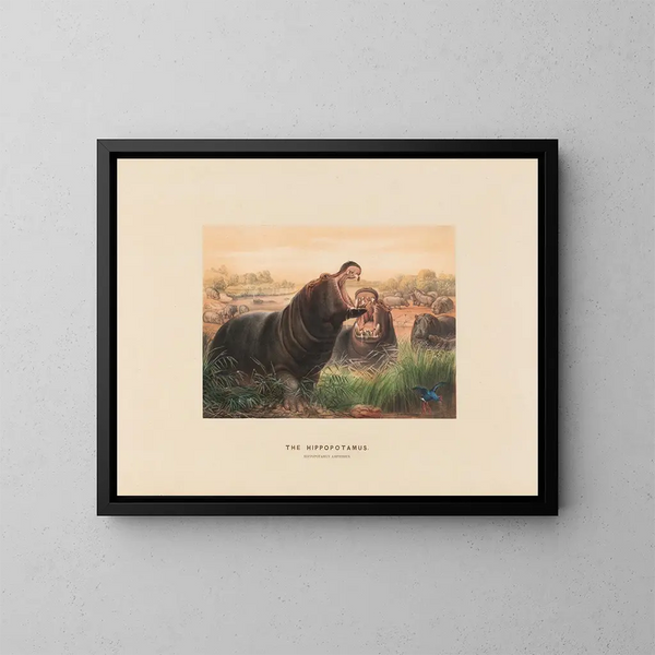 L'Hippopotame - Joseph Wolf — cuadro enmarcado en la pared