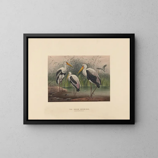 L'ibis des marais indien - Joseph Wolf — cuadro enmarcado en la pared