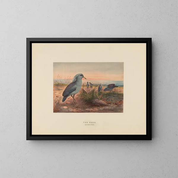 El Kagu - Joseph Wolf — cuadro enmarcado en la pared