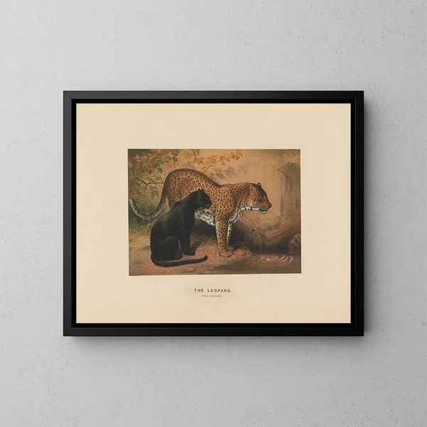 El Leopardo - Joseph Wolf — cuadro enmarcado en la pared