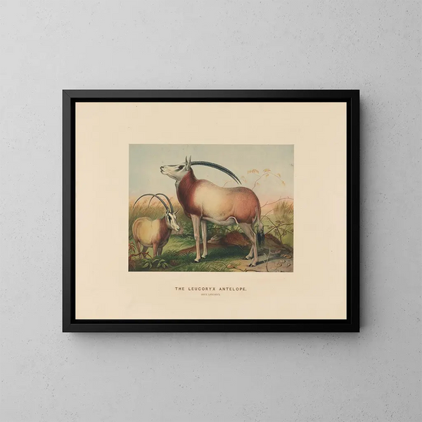 L'antílope leucoryx - Joseph Wolf — cuadro enmarcado en la pared