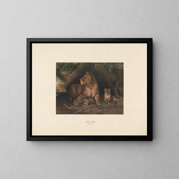 El León - Joseph Wolf — cuadro enmarcado en la pared