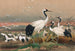 La Grue de Mandchourie - Joseph Wolf — artwork view
