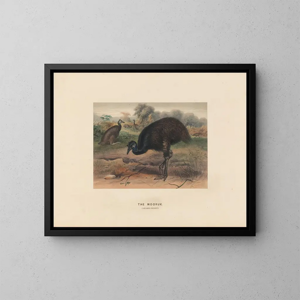 Le Mooruk - Joseph Wolf — cuadro enmarcado en la pared