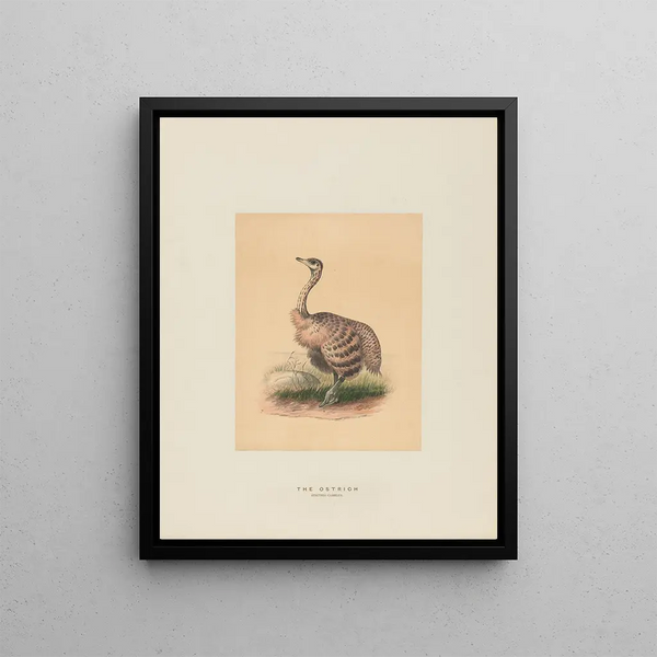Joseph Wolf - The Ostrich.webp
