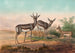The Persian Gazelle - Joseph Wolf — artwork view