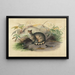 Le Rasse - Joseph Wolf — framed artwork on a wall
