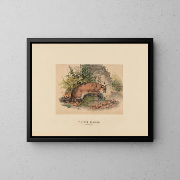 El caracal rojo - Joseph Wolf — cuadro enmarcado en la pared